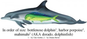 dolphin